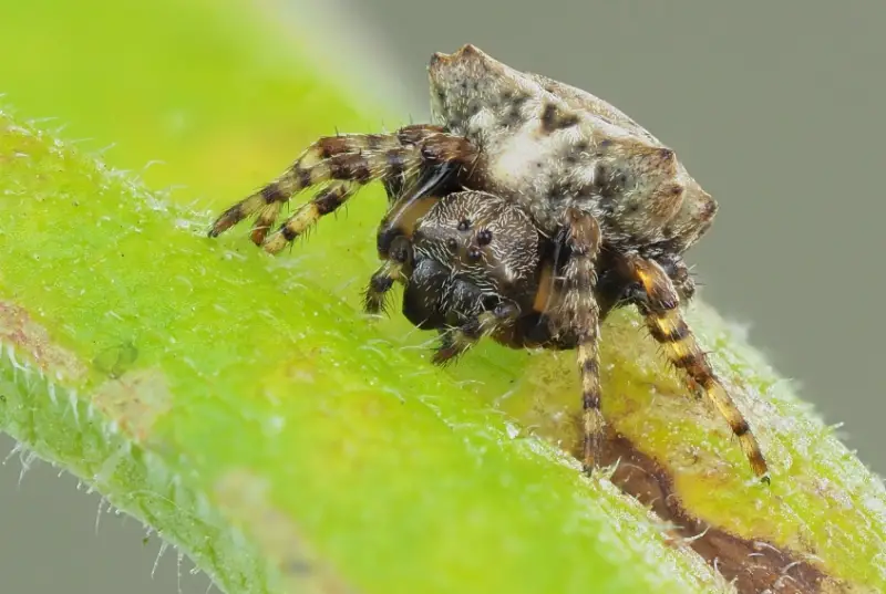 Brown Spiders in Texas