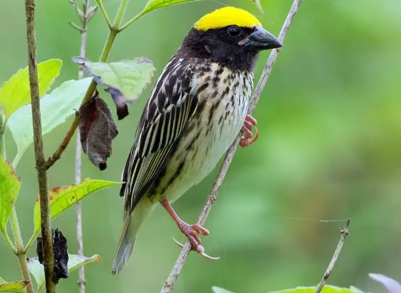 Black and Yellow Small Birds