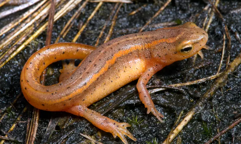 Salamanders in Florida