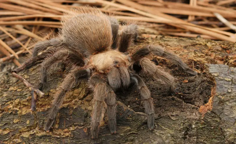 Brown Spiders in Texas