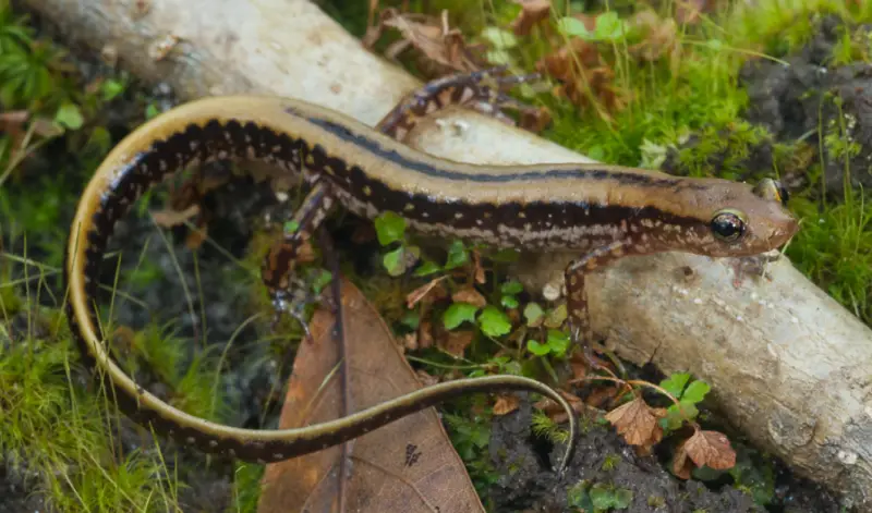 Florida Salamanders