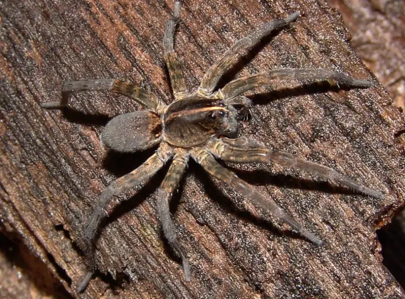 Brown Spiders in Texas