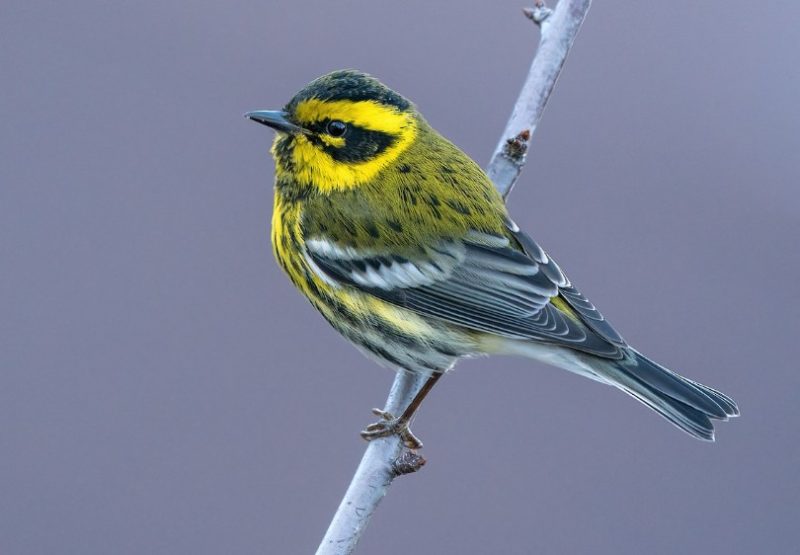 Black and Yellow Small Birds