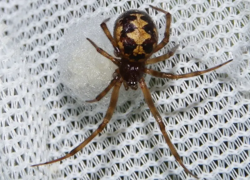 Brown Spiders in Texas