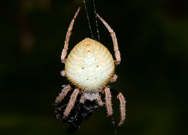 Brown Spiders in Texas