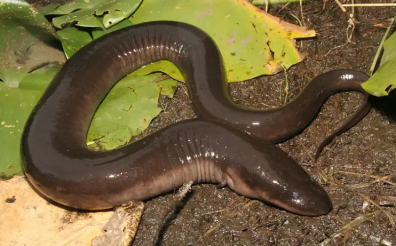 Salamanders in Florida