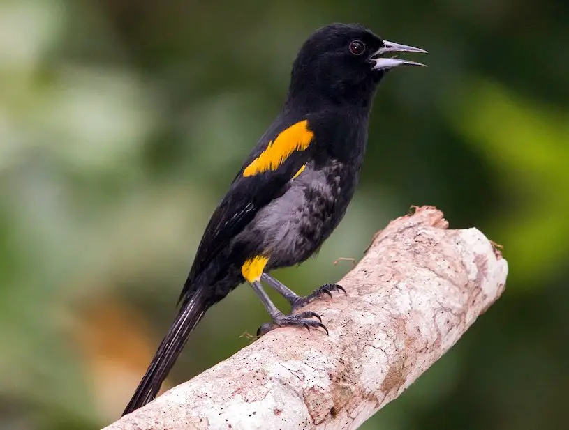 Black and Yellow Small Birds