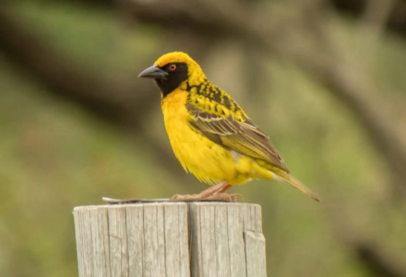 Black and Yellow Small Birds