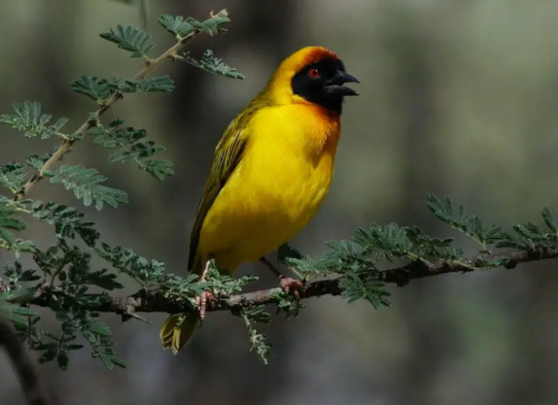 Black and Yellow Small Birds