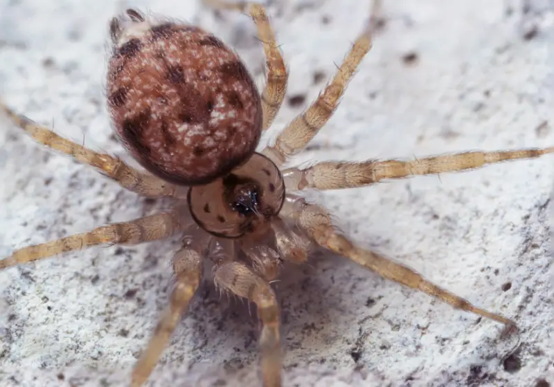 Brown Spiders in Texas