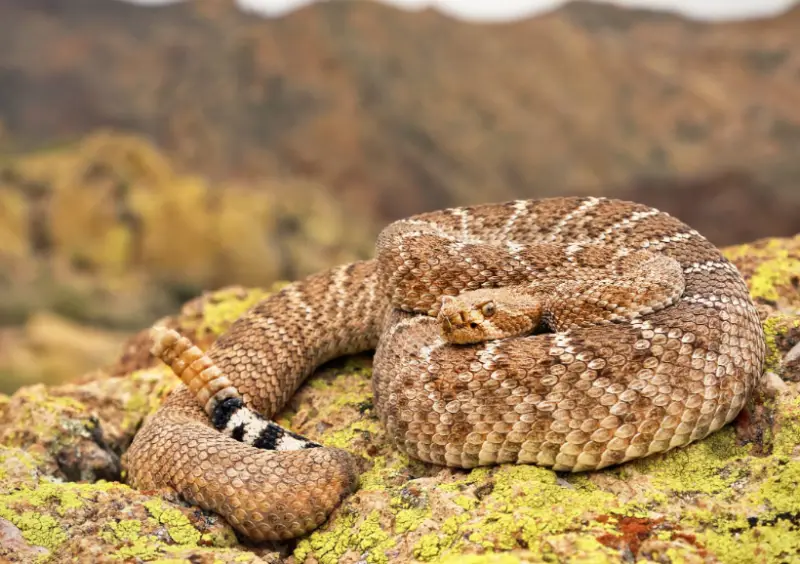 Snakes in California