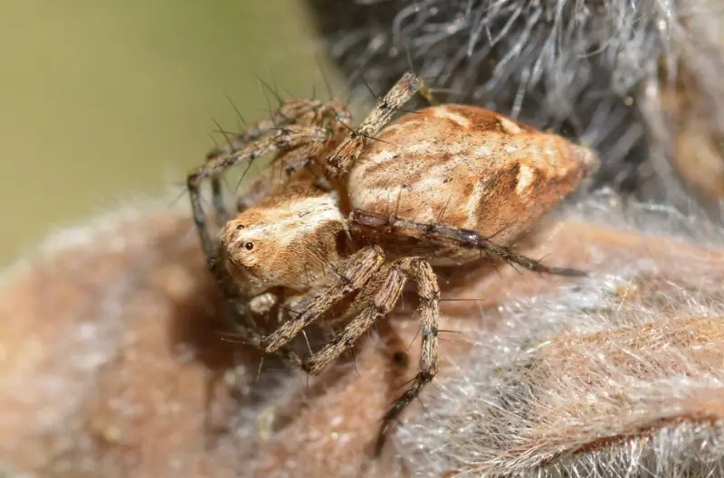 Brown Spiders in Texas