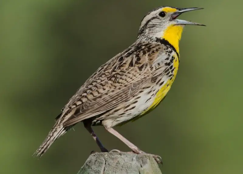 Black and Yellow Small Birds