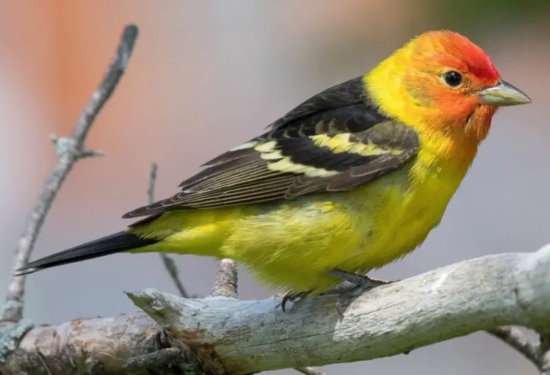 Black and Yellow Small Birds