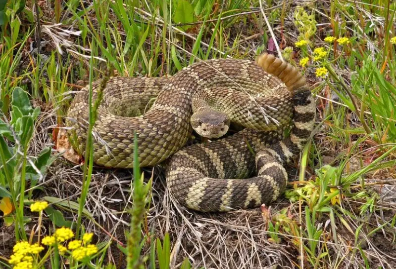 Snakes in California