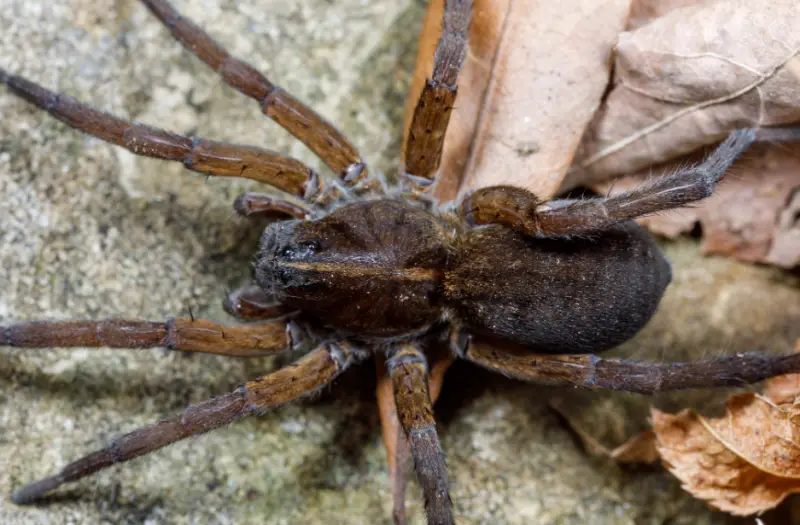 Brown Spiders in Texas