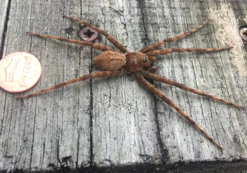 Brown Spiders in Texas