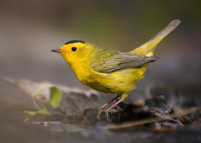 Black and Yellow Small Birds