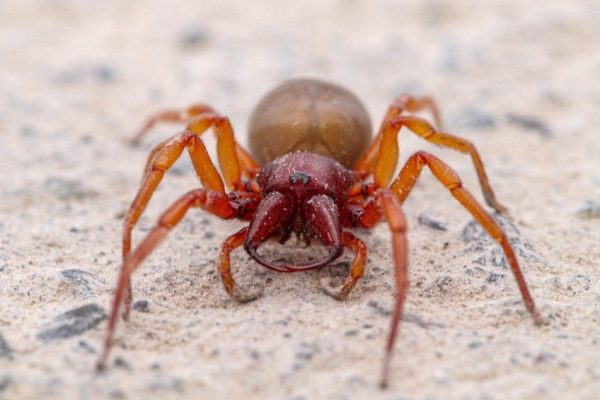 Spiders in Louisiana