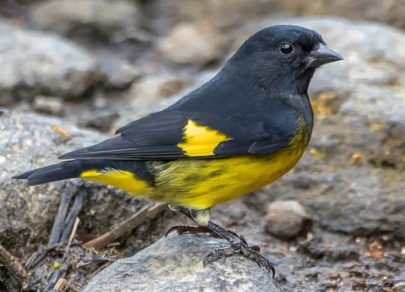 Black and Yellow Small Birds