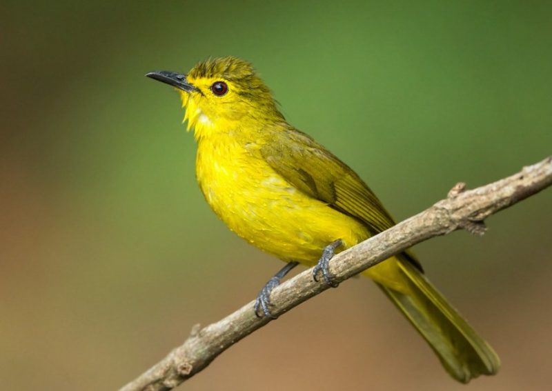 Black and Yellow Small Birds