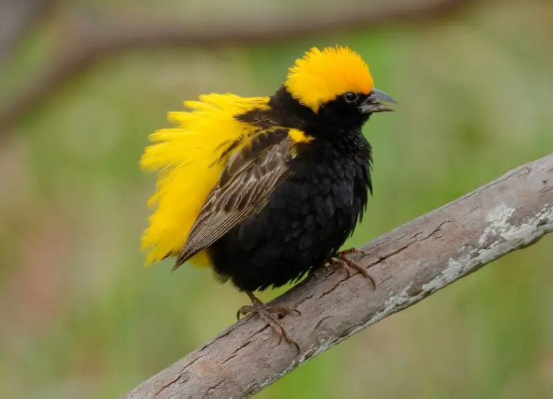 Black and Yellow Small Birds