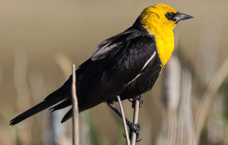 Black and Yellow Small Birds