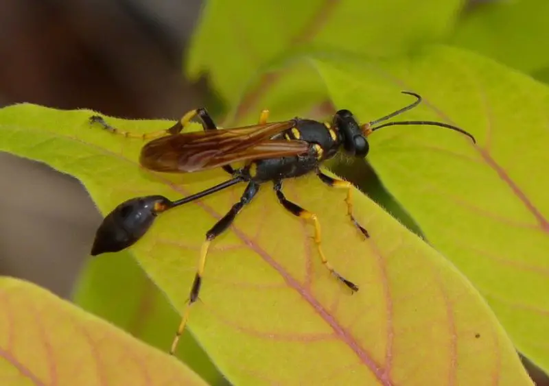 Wasps in Texas