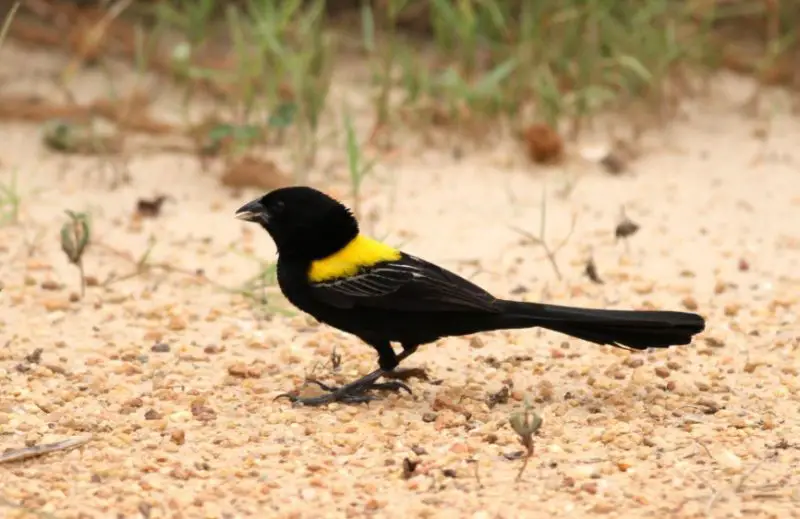 Black and Yellow Small Birds