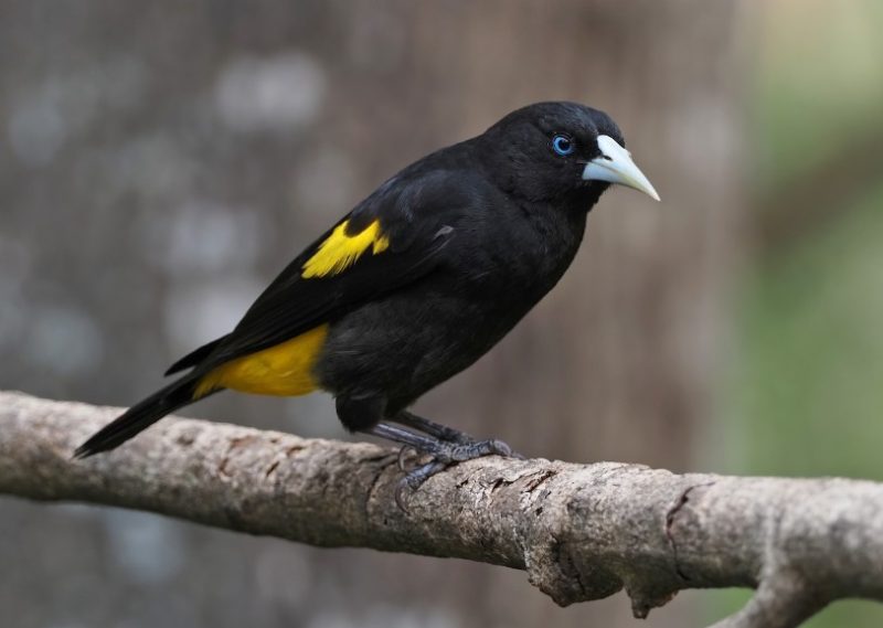 Black and Yellow Small Birds