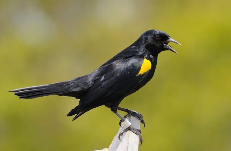 Black and Yellow Small Birds