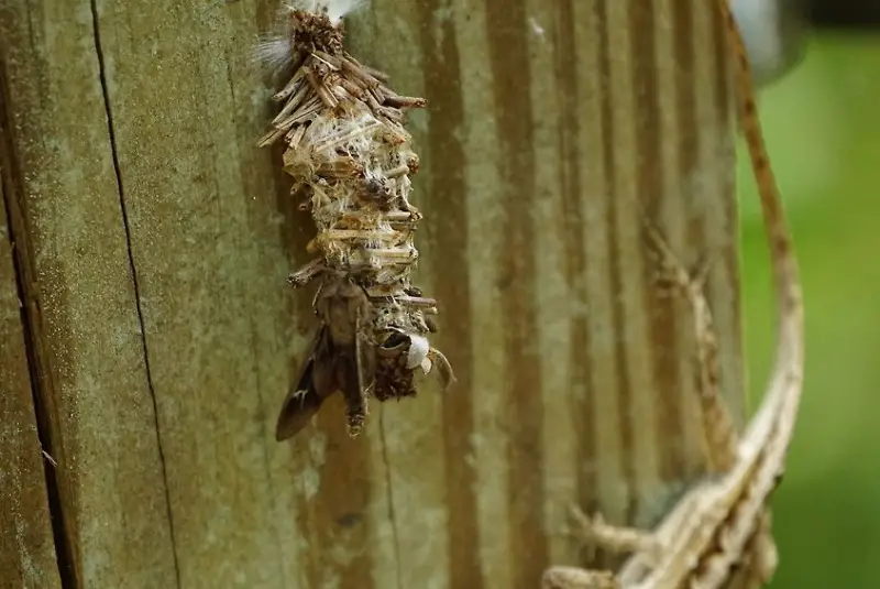 Moths in Florida