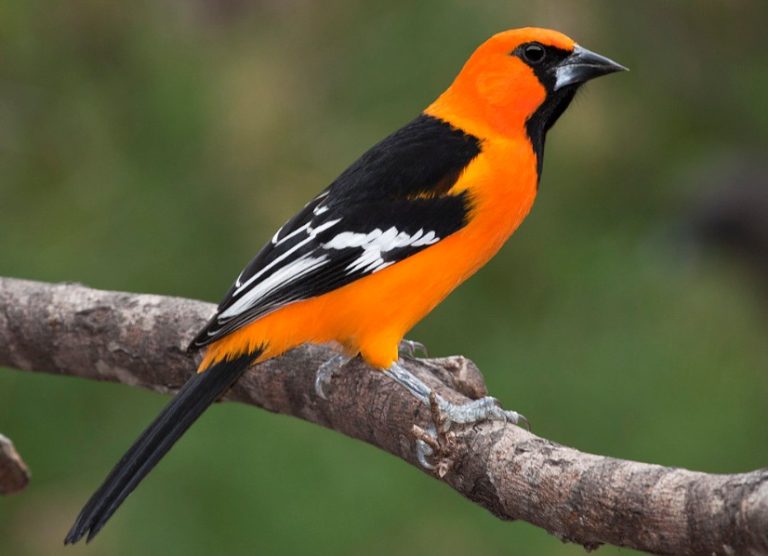 10 Types of Orioles with Pictures and Identification