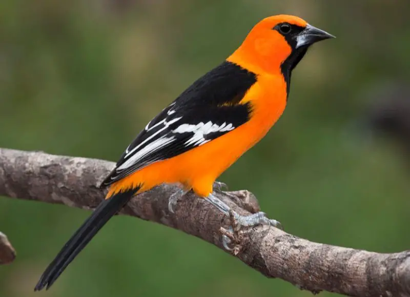 Types of Orioles