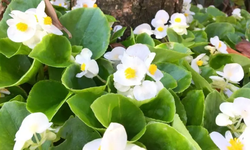 Types of Begonias