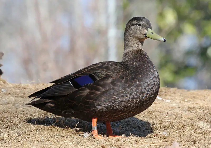 Ducks of Michigan