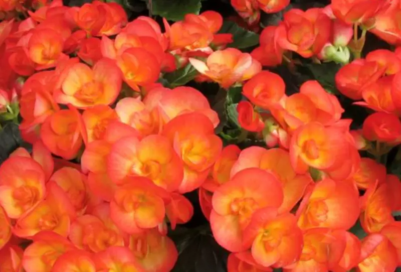 Begonia Varieties