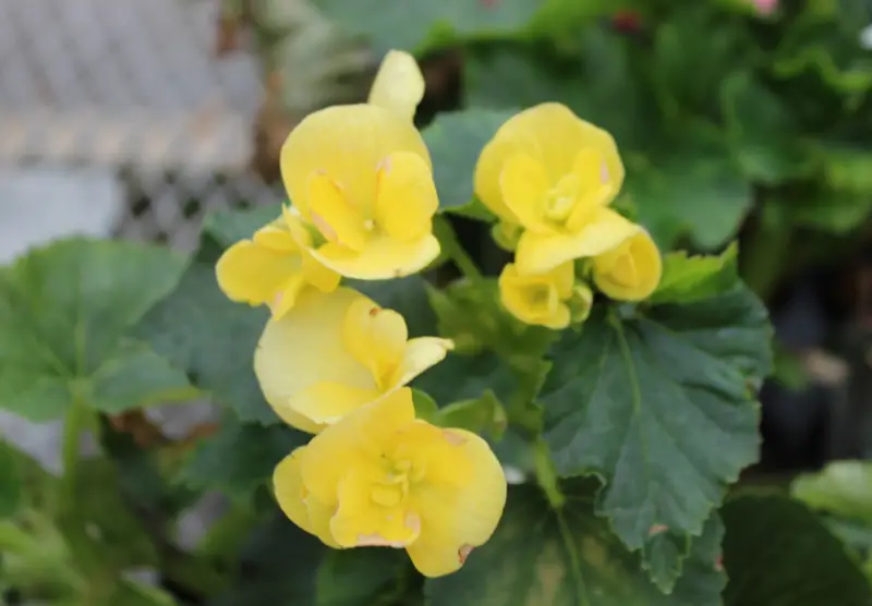 Begonia Varieties