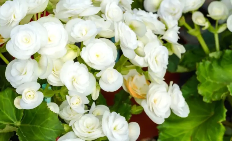 Begonia Varieties