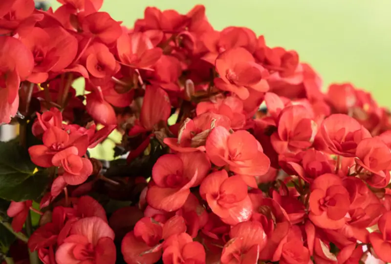 Begonia Varieties