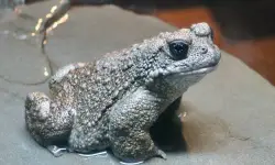 13 California Toads (Toads in California with Pictures, Identification)