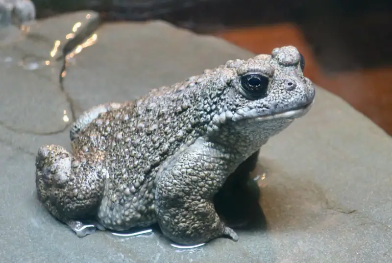 Toads in California