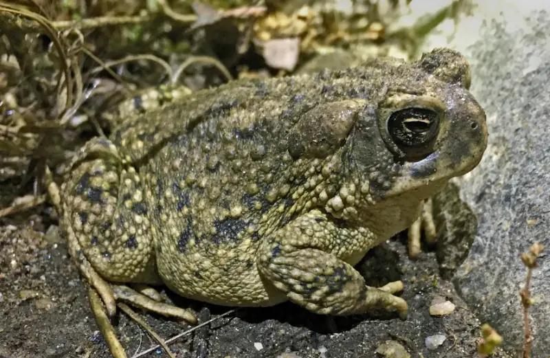 13 California Toads (Toads in California with Pictures, Identification)