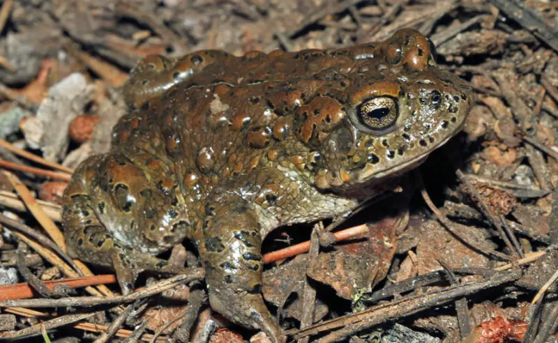 California Toads