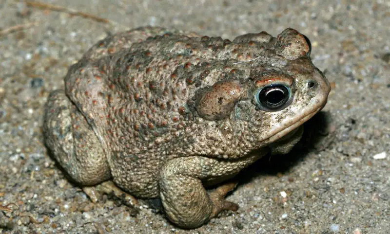 California Toads