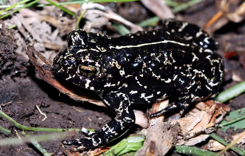 Toads in California