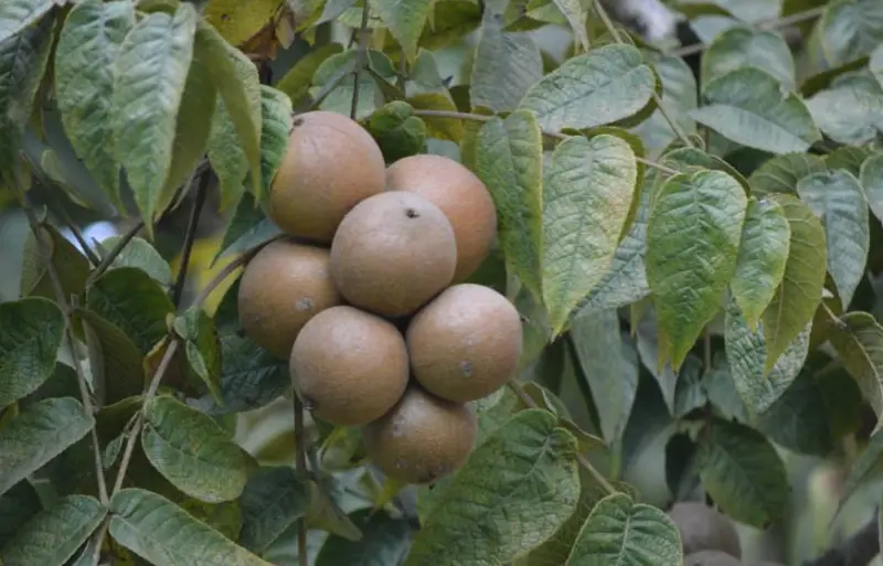 Types of Walnut Trees