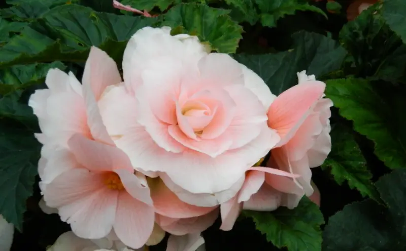 Begonia Varieties