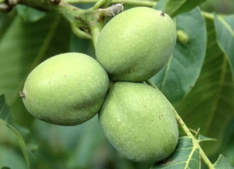 Types of Walnut Trees