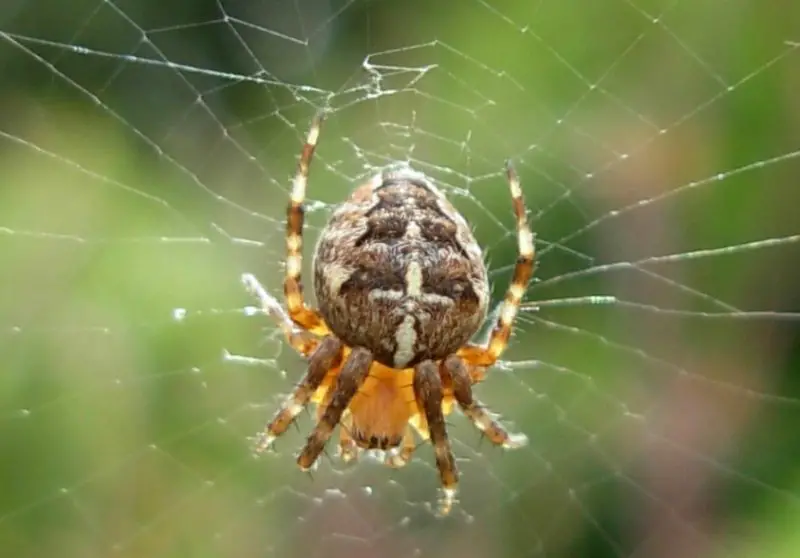 California Spiders